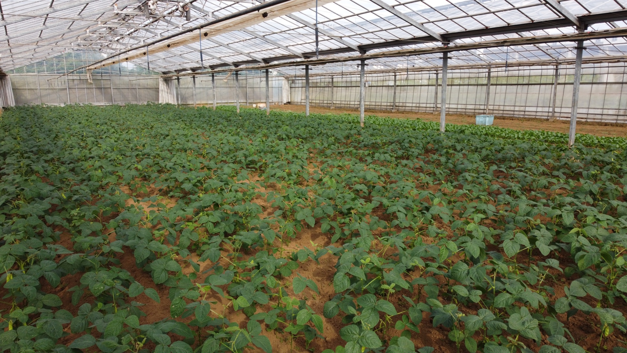 枝豆の成長過程 栽培方法 育て方を農家が発信します かまくら農園