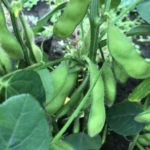 【枝豆の豆知識その10】枝豆を食べる国