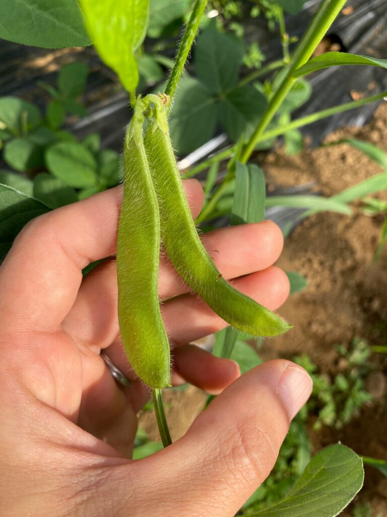 枝豆の育て方・栽培方法